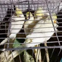 عروس هلندی،سرلاکی،دونخور،بالغ و جفت،اب پخش