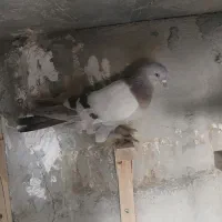 کفتر سوسنی بزن|پرنده|شیراز, شهرک سعدی|دیوار