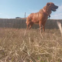 سگ سرابی نسل پله میانه