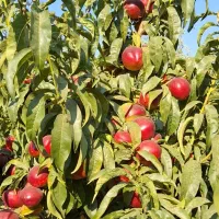 نهالستان سامین نهال