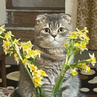 گربه اسکاتیش