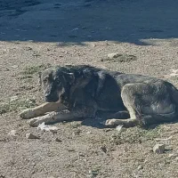 سگ سیاه