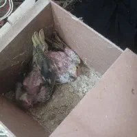 جوجه عروس هلندی