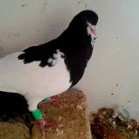 ک.فتر|حراج|شیراز, محراب|دیوار