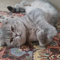 اسکاتیش نر|گربه|کرمانشاه, |دیوار