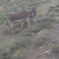 خر چوپانی