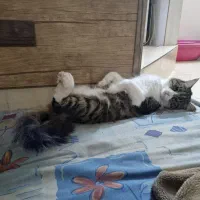 گربه گمشده مژدگانی|حیوانات|مشهد, یوسفیه (شهرک غرب)|دیوار