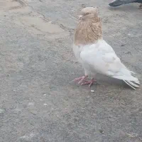 کفتر کله زرد و سرخ