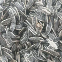 پخش تخمه خوی|خوردنی و آشامیدنی|کرج, کرج نو|دیوار