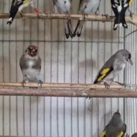 تعدادی جوجه سهره  نر  آس فروش کلی