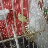 کوتوله قفس چوبی|پرنده|مشهد, ایوان|دیوار