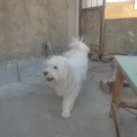 سگ پیدا شد