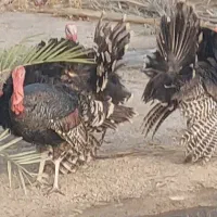 فروش بوقلمون نر|حیوانات مزرعه|ایرانشهر, |دیوار