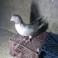 فروش کبوتر