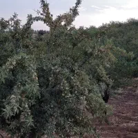 نهال بادام شناسنامه دار|خدمات باغبانی و درختکاری|شیراز, زرهی|دیوار