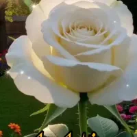 گوشی نت 14پرو نو قیمت 19ملیون