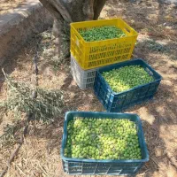 شراکت برای مغازه