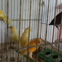 قفس خالی پرنده