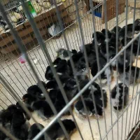 جوجه مرغ محلی یه روزه|حیوانات مزرعه|نطنز, |دیوار