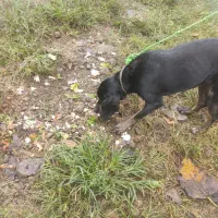 سگ شکاری پوینتر ماده شکاربلد