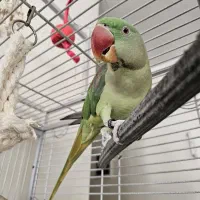 شاه طوطی نر سخنگو