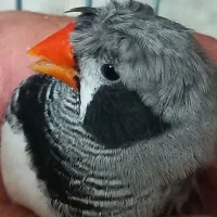 فنچ کاکلی تعداد