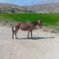 قاطر وگوساله گاو بز گوسفند