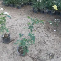 تولید و فروش نسترن سفید باکیفیت بالا و قیمت مناسب|گل و گیاه طبیعی|پاکدشت, پاکدشت (مامازند)|دیوار