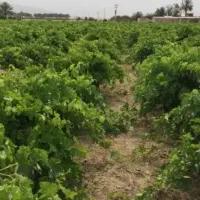 فروش-باغ-انگوری