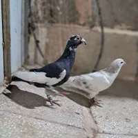 سده هفرنگ و پلنگ|پرنده|سبزوار, سجاد|دیوار