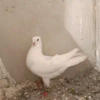 ۵ تا کبوتر پرشتی ناشی پرنده شهرستان