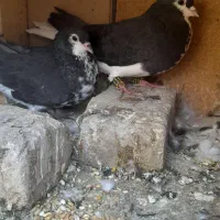 کفتر قره سرور گلی  پلاکی شهری  یال گلدار|پرنده|شیراز, احمدی جنوبی|دیوار