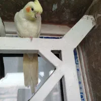 هلندی نر سخنگو تقریبا یکساله