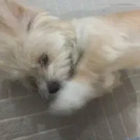 سگ شیتزو کوچولو|سگ|فولادشهر, مسکن مهر فولادشهر|دیوار