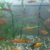 ماهی دم شمشیری گوپی