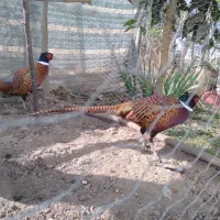 خروس زینتی آمریکایی