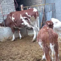 شیرمحلی تازه گاو