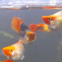 گوپی کوی بالن