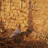 کبوترسار|پرنده|کاشمر, |دیوار