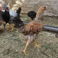 خروس محلی
