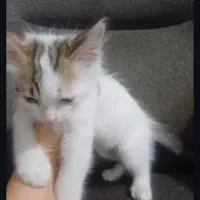 گربه