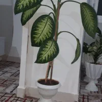 گل دیفن باخیا