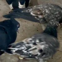 کبود هفرنگ نر|پرنده|قزوین, |دیوار