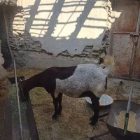 بز داشتی وگوشتی|حیوانات مزرعه|صحرای باغ, |دیوار