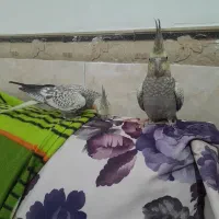 پرنده عروس هلندی|پرنده|قشم, |دیوار