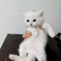 گربه پرشین عروسکی