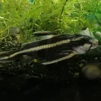 کت فیش گربه ماهی|ماهی|قم, پردیسان|دیوار