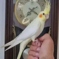 عروس هلندی زعفرانی