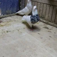 ۵تا طوقی شازده کرمانشاهی