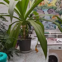 گل اشک ملکه بزرگ دوشاخه و تک شاخه